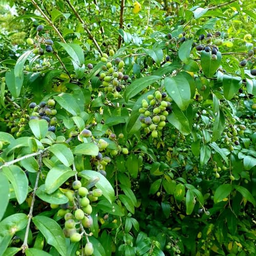 siepe di ligustro d'appartamento purificatrici d'aria ver appartamento sostenibili autunnali, resistenti, ufficio sempreverdi giardino, 70semi