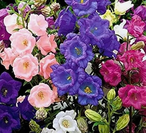 1 Pack of 1700 SEEEDS Canterbury Bells Campanula Medium calycanthema Mixed