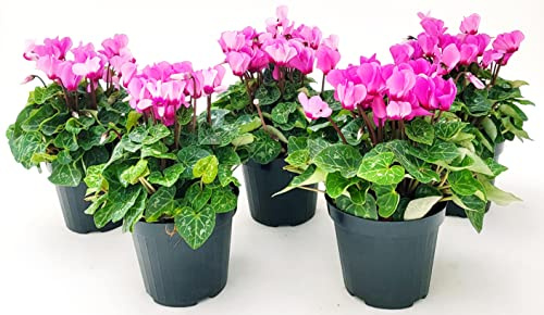 POWERS TO FLOWERS - CICLAMINO SUPERSERIE ROSA, FIORITURA EXTRA, 5 PIANTE, VASO 12CM, piante vere