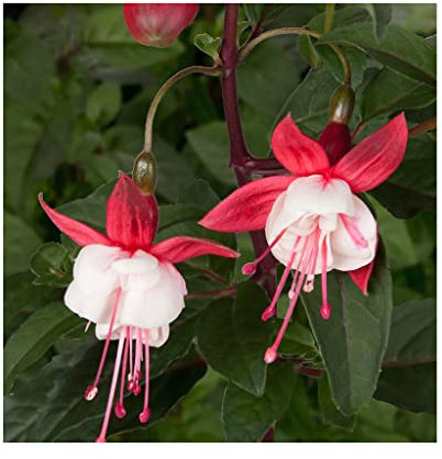Hardy Fuchsia Snowcap 6 Plants (Hardy) Plug Plants *Great Hanging Basket Plants*Stunning Fuchsias Amazing Value. Nursery. Garden Ready.