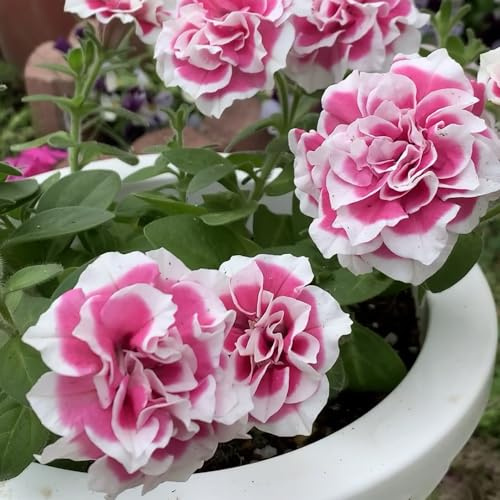 semi di petunia, petunie pendenti semi di da balcone petunie balconeto in vaso sospese da interno esotici selvatici 1200semi