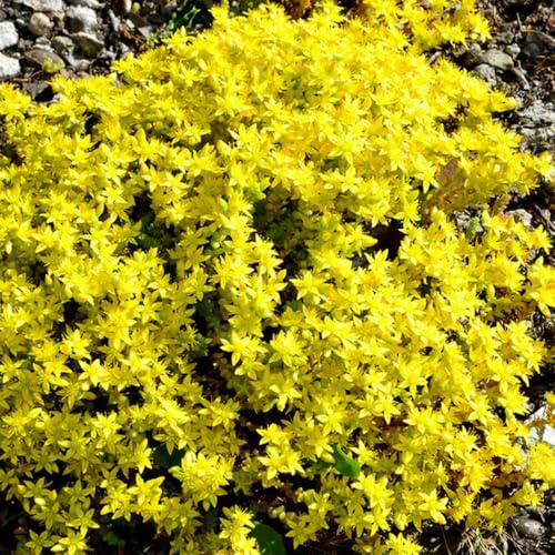 Sedum de interior resistentes en exteriores Decoraciones jardín 225semillas