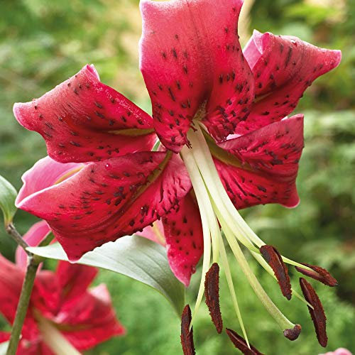 Tree Lily Hardy Garden Bulbs, Highly Fragrant Exotic Giant Flowers in Summer, Impressive Tall Plants, Cut Flowers, Gardens & Outdoors, 3 x Tree Lily Miss Feya Bulbs by Thompson & Morgan