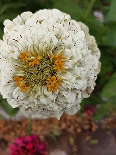 Oso polar Zinnia blanco gigantes 5 doble de la dalia de 40 semillas de corte Ramo