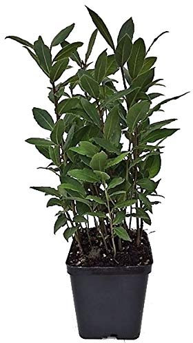 Laurel Árbol Natural en Maceta Pequeña Planta Laurus Nobilis