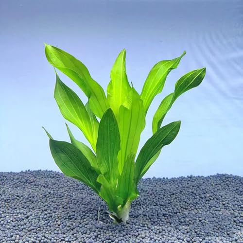 acquatiche decorazione balcone rialzato letto d'appartamento resistente Aiuole rialzate per giardino semi di per 500pcs