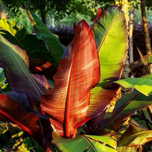 Bananenpflanze Ensete ventricosum Maurelli, 2 Pflanzen, Ø12cm, 30cm | Winterhart, Obstpflanze