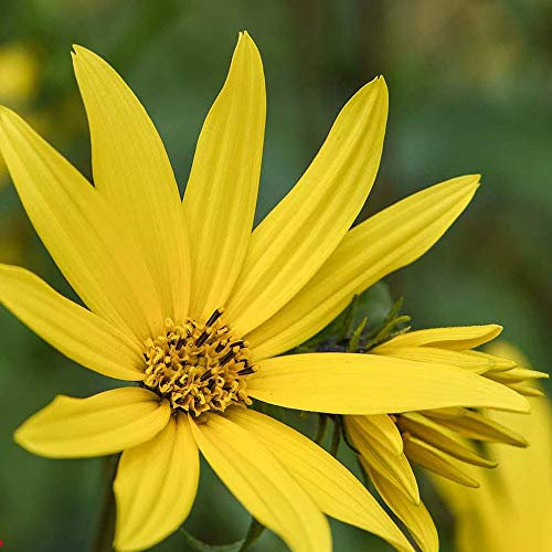 Sunflower maximiliani ‘Early Bird’ (Maximilian Sunflower) Hardy Perennial 1 Packet (20 Seeds) by Thompson and Morgan