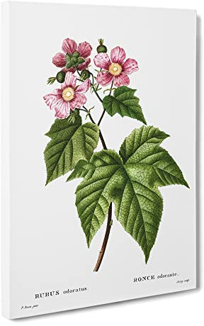 Blooming Raspberry Bush By Pierre Joseph Redoute Vintage Canvas Wall Art Print Ready to Hang, Framed Picture for Living Room Bedroom Home Office Décor, 30x20 Inch (76x50 cm)