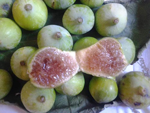 Portal Cool Italiani Semi Fico Bianco, Cres-Il Proprio Serra sempreverde Fig Tree! Casa Flora