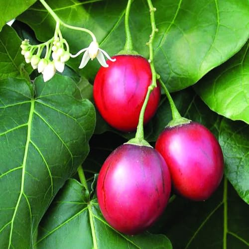 30 graines de fruits de Tamarillo