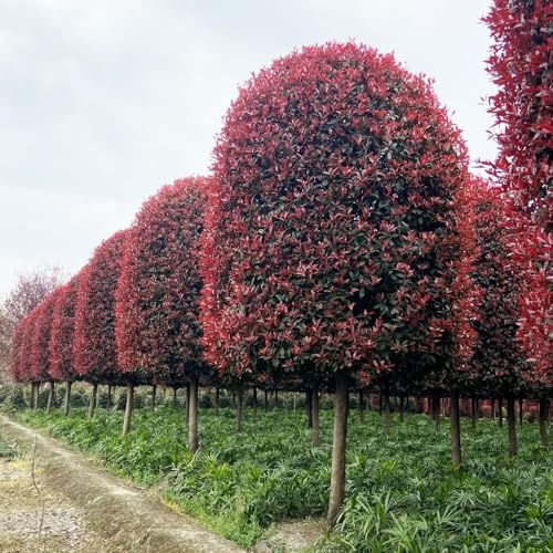 Photinia del petirrojo rojos de rápido crecimiento Photinia fraseri Decoracioneses orgánicas balcones, en macetas de oficina hoja minijardín 800semillas