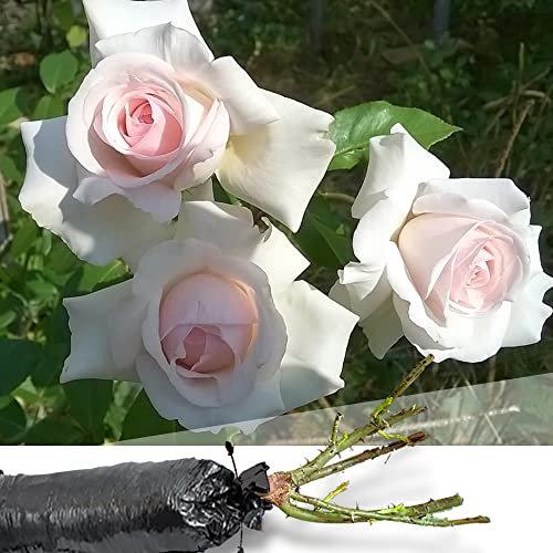 1 Fragrant Rosa Swan Lake Pure White Flower Climbing English Rose Bare Rooted Bush Plant -Brighten Garden Outdoor Landscape Shrub Border Walkway Hedge