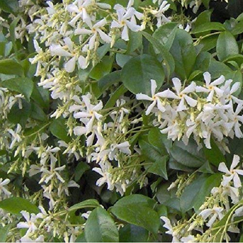 Trachelospermum Jasminoides - Sternjasmin 50-60 cm Pflanzcontainer