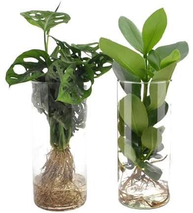 Monstera – Clusia – Zylinderglas Duo – Zimmerpflanzen im Glas – Ø12cm – Höhe 25-40cm – 2 Pflanzen – Hydroponie Dekopflanzen