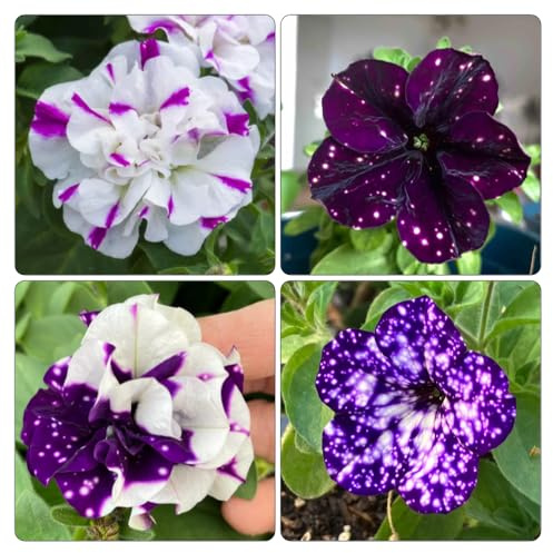 semi di petunia - selvatici balcone resistenti giardino roccioso primaverili all'ombra d'appartamento rare per esterni 250pcs