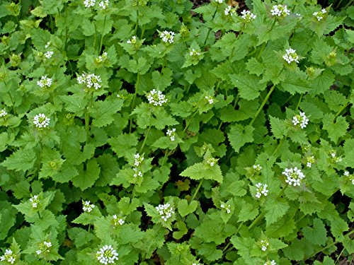 Knoblauchsrauke Alliaria petiolata 200 Samen