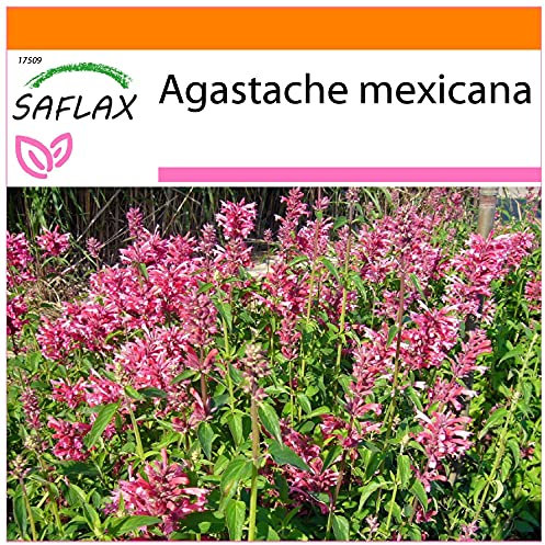 SAFLAX - Garden in the Bag - Anice menta messicana - 50 semi - Agastache mexicana