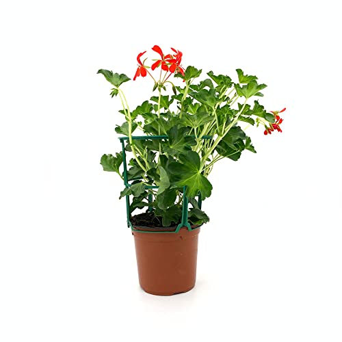 Gitanilla o Geranio Colgante Natural Planta Natural Ideal para Crear Una Cascada de Flores