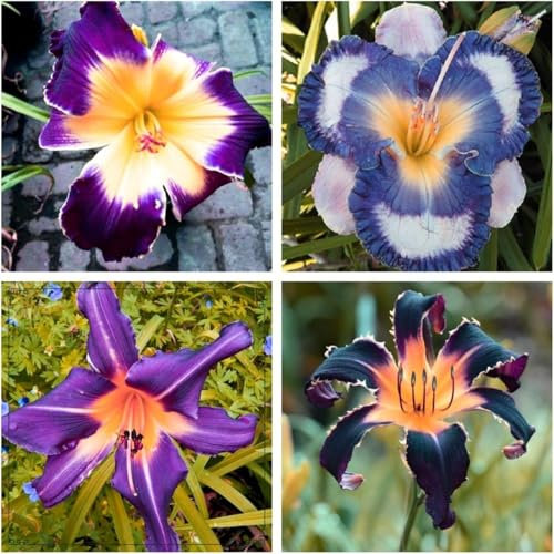 Bulbos de hemerocallis, fáciles de cultivar y de larga duración, perennes todo el año, rizomas de hemerocallis-3bulbos-D