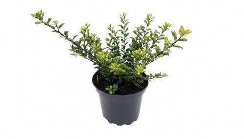 Löffel-Ilex Ilex crenata Convexa 20-30 cm Heckenpflanze immergrün | schnittvertraeglich, ideal für Formhecke, pflegeleicht, buchsbaumersatz, dichter Wuchs, robust