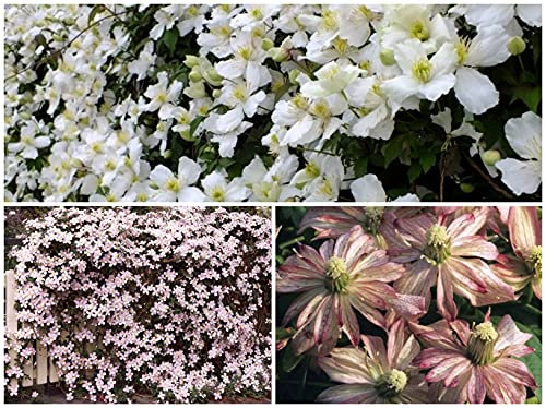 Clematis Montana Mix X 3 Large Plug Plants for Potting on by Growtanical