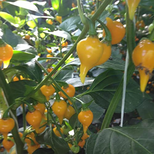 Viridis Hortus - Biquinho Yellow (Pearl Peppers) (10) Fruit/Vegetable Seeds