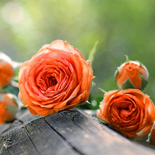 1 Gorgeous Fragrant Orange Climbing Rose Bare Rooted Plant Bush Shurb Trellises Outdoor Landscape Aroma Flowers Archway Garden Fences Pergola