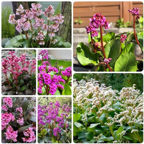 Semi di Bergenia, semi del giardino Bergenia cordifolia, Le perenni sono da balcone semi di copertura del terreno 30pcs