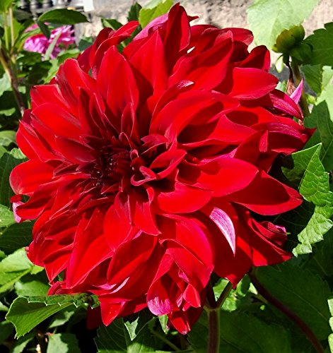 Dahlienknolle : Dahlia - Riesenschmuckdahlie  Mingus Alex  1 Knolle/Rhizom