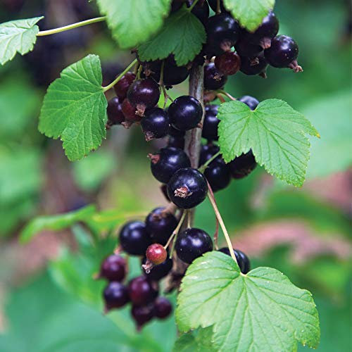 Blackcurrant Hardy Garden Plants, Easy to Grow Fruit Bush, Ideal for Gardens & Allotments, Edible Fruit in Summer, 1 or 3 x Blackcurrant (Ribes) Ben Connan Bare Root Plants Thompson & Morgan
