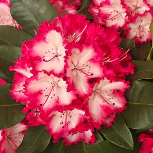 semi di rododendro, aiuola rialzata con primaverili sul balcone azalea da resistenti biologici di selvatici, 150pcs