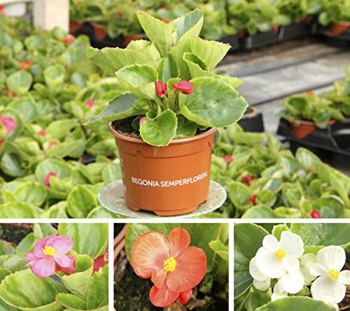 Begonia Semperflorens - PACK 3 PLANTAS - Plantas Naturales con Flores de Exterior