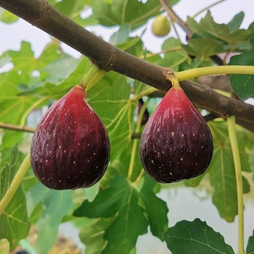 semillas resistentes de higuera semillas, para lugares soleados higos higo balcón columnares resistentes al aire 600pcs
