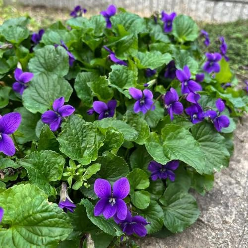 duftveilchen, steingartenpflanzen winterhart gartenblumen kräutergarten indoor, deko wohnzimmer, frühlingsblumen küchenkräuter balkonpflanzen 125samen