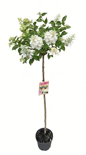 Rispenhortensie 'Kyushu' auf Stamm, Hydrangea paniculata, Weiße Blüten, 170–180 cm, Winterharte Hortensie