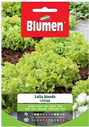 SEMI LATTUGA LOLLO BIONDA BLUMEN SEMENTI ORTO