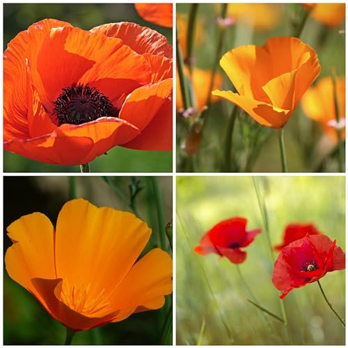 100m² Klatschmohn & Goldmohn Mix. Blumenwiese, Bienenweide, Blumenmeer in Rot - Orange