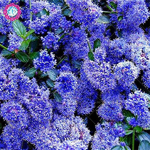 Graines Rares De Lilas Japonais Bleu Blanc (Très Parfumées) Fleurs D'Œillet Pour La Décoration De La Maison Et Le Jardin Système