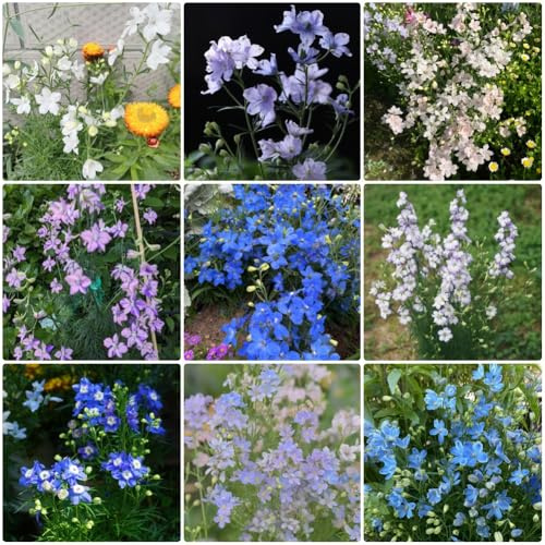 Semi di delphinium Annuale, Consolida ajacis - biologici decorativi selvatici, semi da giardino rare per esterno resistenti 450pcs