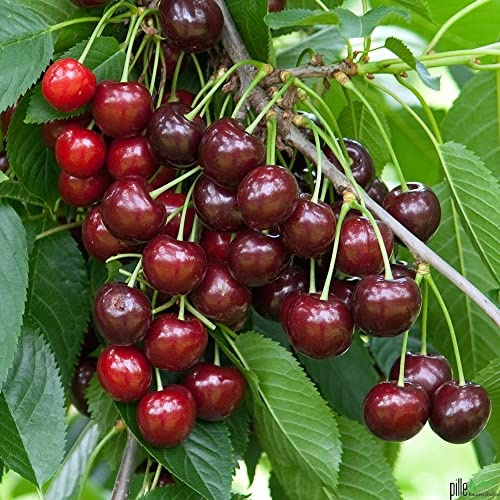 Lapins Kirsche Süßkirsche selbstfruchtend Obstbaum Kirschbaum Halbstamm 150-170 cm