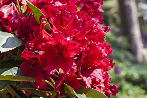 Rhododendron Hybride 'Rabatz' 40-50 cm – Winterhart, Immergrün, Mehrjährig – Rhododendron – Zierstrauch für Garten & Beet