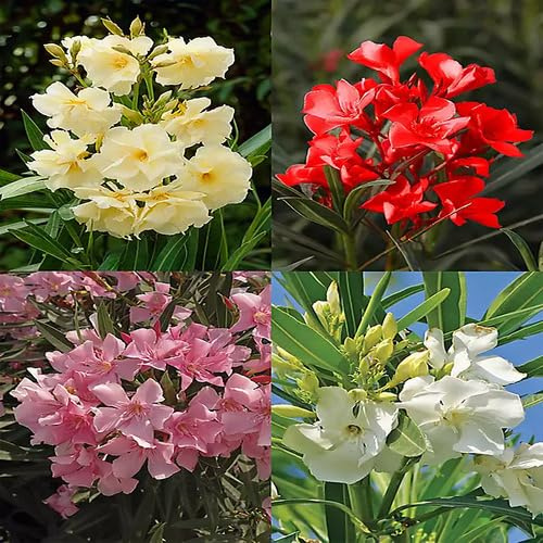 100pcs Oleander Flower Seeds