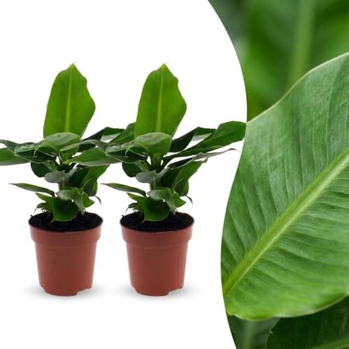 Musa Oriental Dwarf - Banane naine - 2 plants - 30cm - Ø12cm