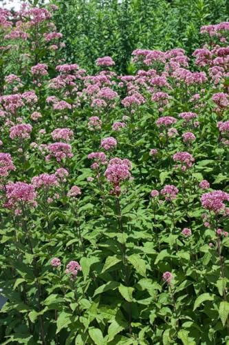 Eupatorium fistulosum 'Purple Bush' 11x11 cm Topf – Winterhart, Mehrjährig, Pflegeleicht – Wasserdost – Staude für Beet & Teichrand