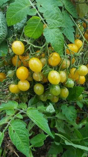 Tomate Mirabell 10 Samen
