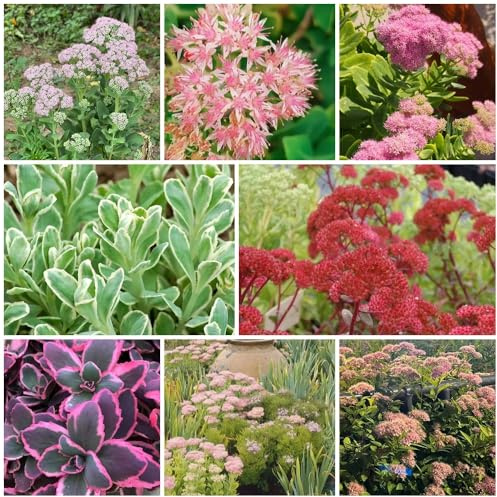 Semillas de Sedum, raras invernaderos de balcón de interior de exterior resistentes semillas de otoño resistentes semillas 600pcs
