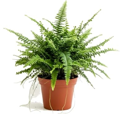 DECOALIVE Nephrolepis Exaltata Helecho de Boston en Maceta de 17 cm de Diámetro y Planta de 50 cm de Altura para Interior