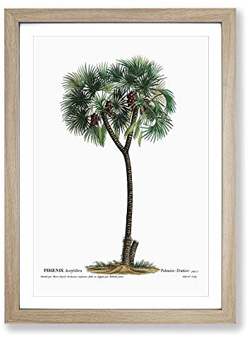 Date Palm Tree by Pierre-Joseph Redoute Framed Print | A2 Oak Framed Wall Art | Ready to Hang | Modern Floral Picture | Living Room Bedroom Lounge Office