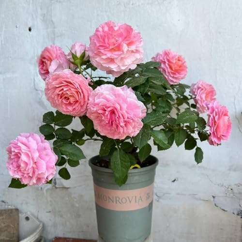 semillas resistentes de rosal - semillas de plantas de plantación de jardín Regalos de decoración de balcones para amantes del jardín. semillas de flores cobertura del suelo resistente 350pcs